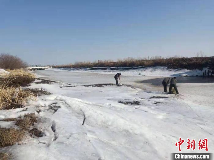 雪未融鳥已歸中國北疆投食6.6萬斤為候鳥“接風(fēng)”