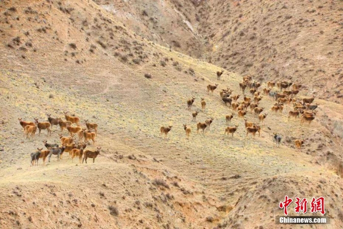 難得一見！祁連山下野生動物“組團(tuán)”出道擺造型