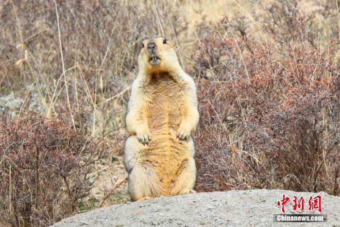 難得一見！祁連山下野生動物“組團(tuán)”出道擺造型