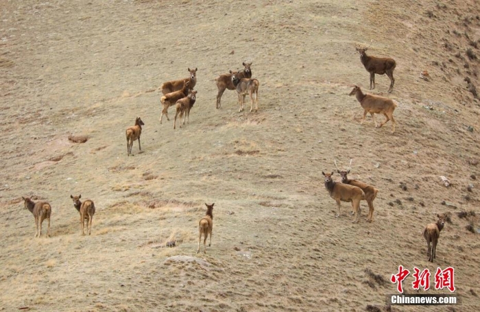 難得一見！祁連山下野生動物“組團(tuán)”出道擺造型