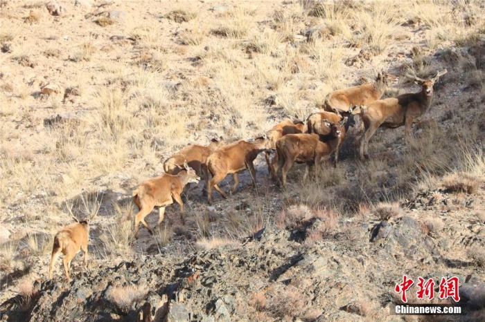 難得一見！祁連山下野生動物“組團(tuán)”出道擺造型