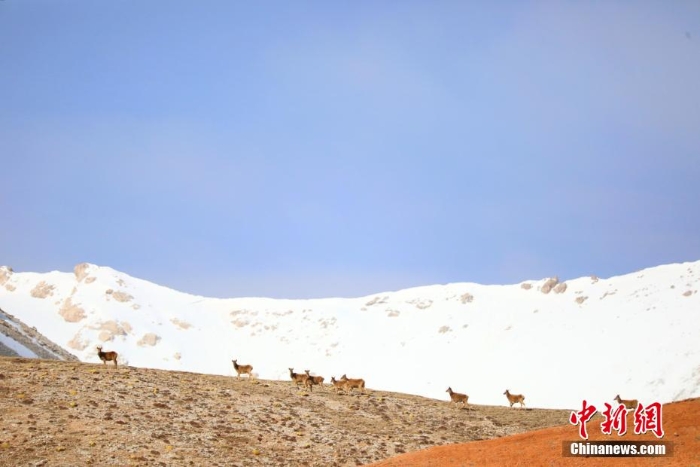 難得一見！祁連山下野生動物“組團(tuán)”出道擺造型