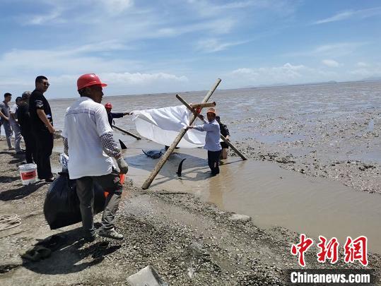 民眾為擱淺的海豚搭建防曬網(wǎng) 浙江省臨海市宣傳部供圖