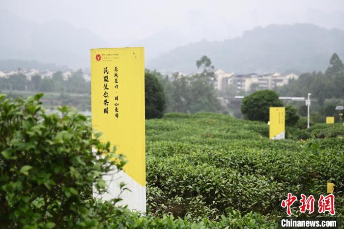 6月25日，四川成都邛崍夾關(guān)鎮(zhèn)茶園里樹立著各民主黨派生態(tài)茶園的牌子?！埮d龍 攝