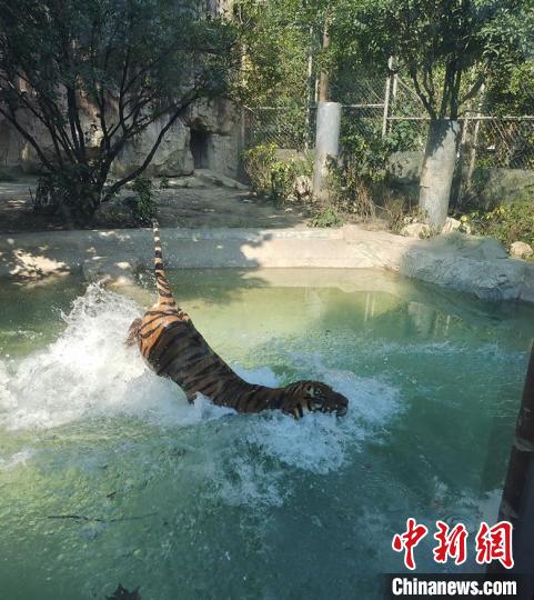 大老虎戲水。　成都動(dòng)物園供圖