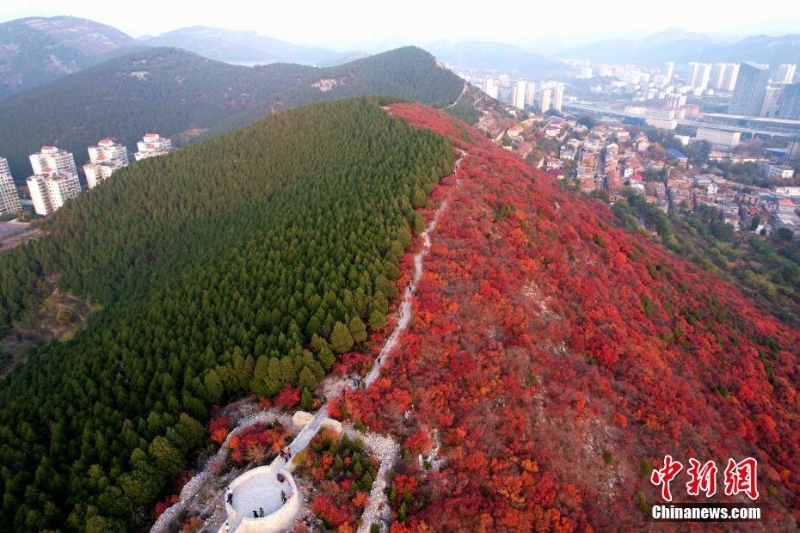 航拍濟(jì)南蝎子山 半邊翠綠半邊紅