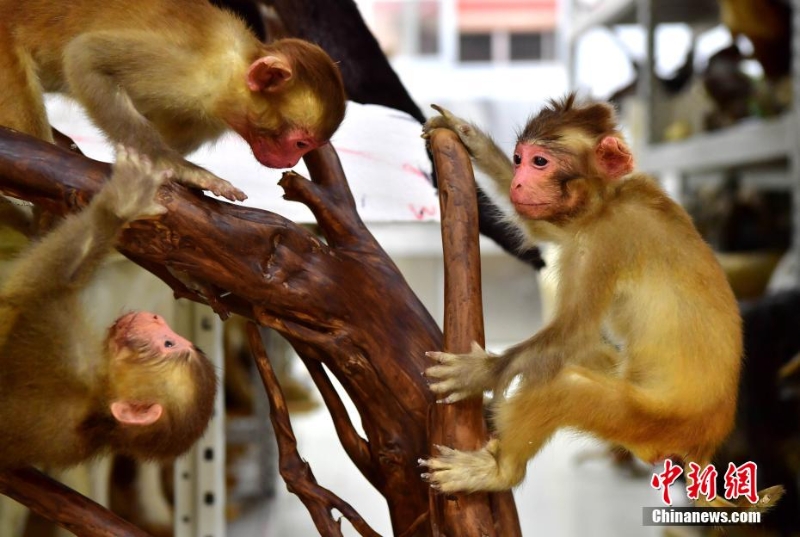 “南唐”技藝讓動物“復(fù)活”