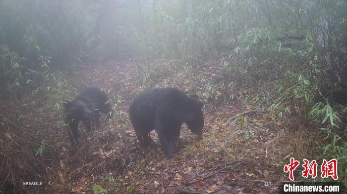 兩只黑熊在鏡頭前嬉戲打鬧?！〈笮茇垏?guó)家公園大邑管護(hù)總站供圖