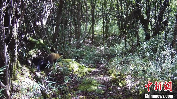 黃喉貂在林中悠閑散步?！〈笮茇垏?guó)家公園大邑管護(hù)總站供圖