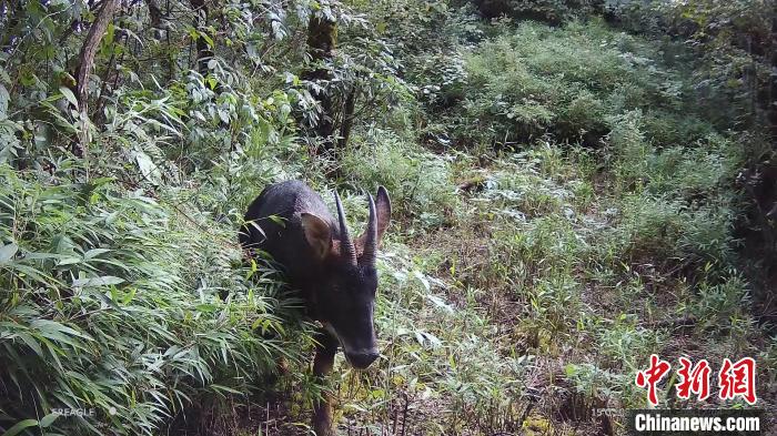 羚羊在林中覓食?！〈笮茇垏?guó)家公園大邑管護(hù)總站供圖