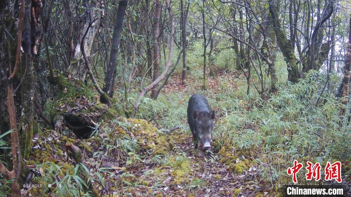 一頭野豬慢悠悠穿過樹林?！〈笮茇垏?guó)家公園大邑管護(hù)總站供圖