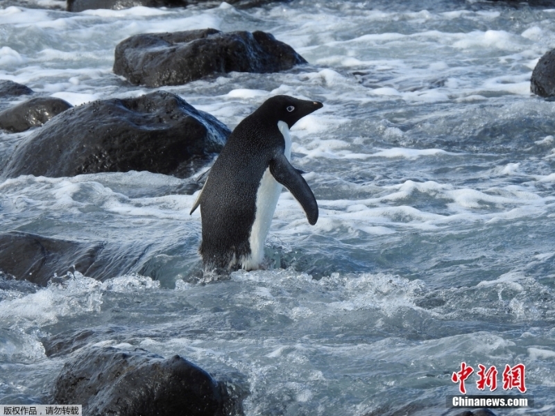 跨大洲“旅行”的企鵝 從南極來(lái)到新西蘭