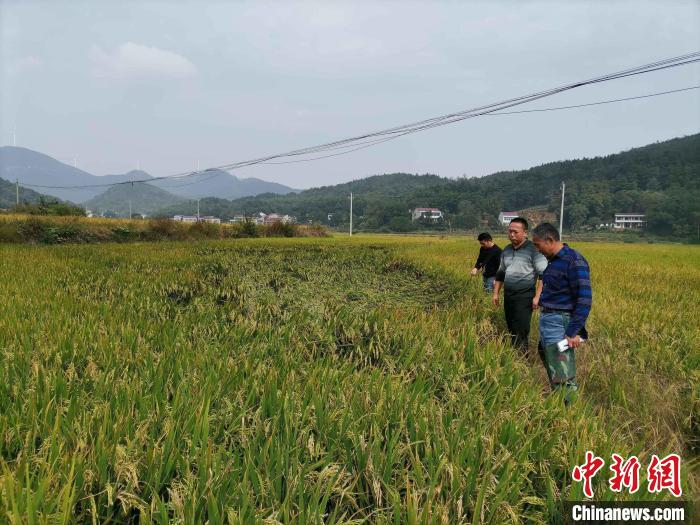 農(nóng)業(yè)技術(shù)專家在田間查勘災(zāi)情。　夏阜欣 攝