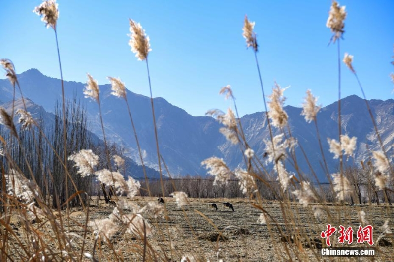 西藏拉薩：茶巴朗濕地冬景