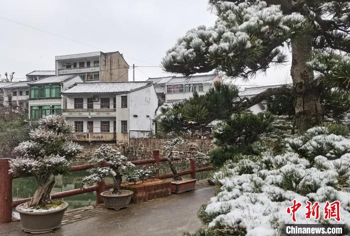 圖為：寧波奉化溪口鎮(zhèn)三十六灣村綠植上堆起雪花?！≡ǔ?通訊員) 攝