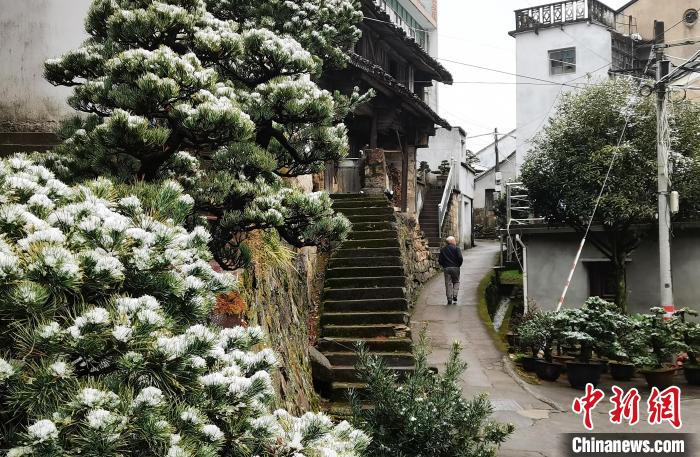 圖為：寧波奉化溪口鎮(zhèn)三十六灣村綠植上堆起雪花?！≡ǔ?通訊員) 攝