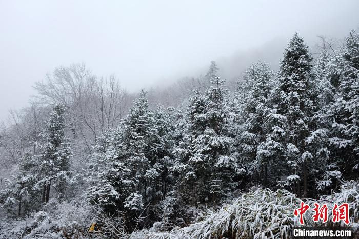 圖為：浙江金華北山迎來降雪?！堎?通訊員) 攝