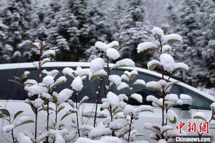 圖為：浙江金華北山的綠植樹葉上堆起皚皚白雪。　張賽(通訊員) 攝