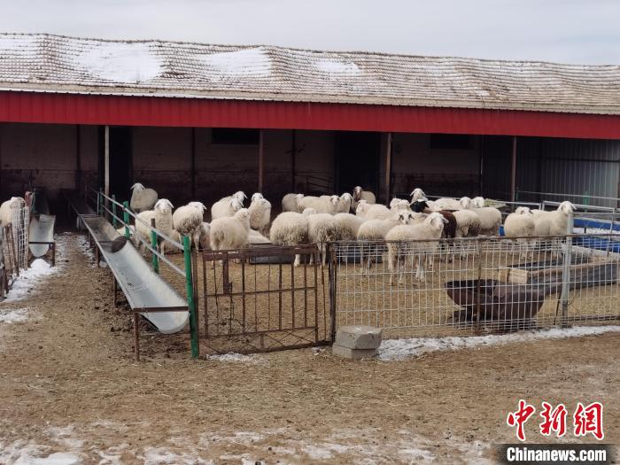 圖為王軍飼養(yǎng)的羊。　李愛平 攝