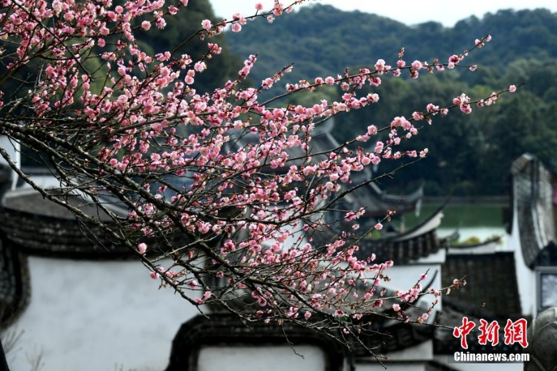 福州千年古剎梅花盛開迎客來