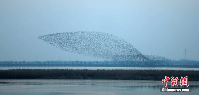 “京津冀最美濕地”衡水湖現(xiàn)萬鳥齊飛“鳥浪”景觀