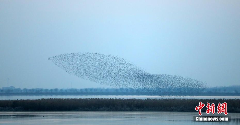 “京津冀最美濕地”衡水湖現(xiàn)萬鳥齊飛“鳥浪”景觀