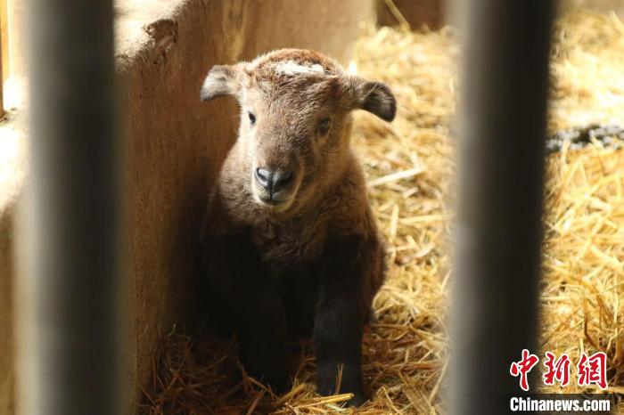 杭州野生動物世界迎虎年首只國寶金毛羚牛