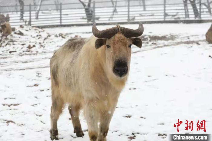 圖為羚牛在雪中“散步”?！∥靼睬貛X野生動(dòng)物園供圖