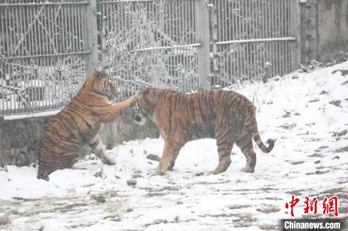 圖為東北虎在雪中嬉戲?！∥靼睬貛X野生動(dòng)物園供圖