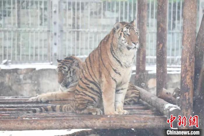 圖為東北虎在雪中嬉戲。　西安秦嶺野生動(dòng)物園供圖