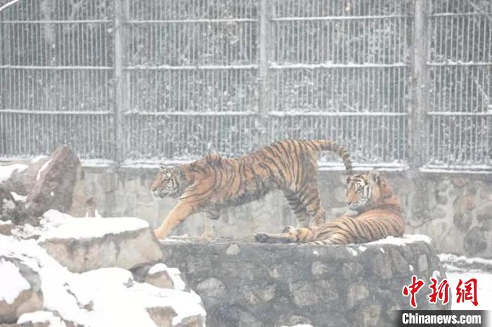 圖為東北虎在雪中嬉戲?！∥靼睬貛X野生動(dòng)物園供圖