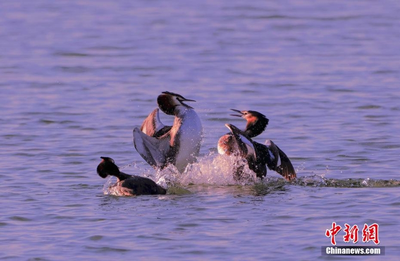 鳳頭鸊鷉在“京津冀最美濕地”衡水湖畔舞動(dòng)春色