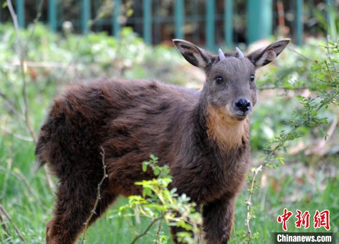 生活在劉公島上的臺(tái)灣長(zhǎng)鬃山羊。(資料圖) 劉公島森林公園供圖