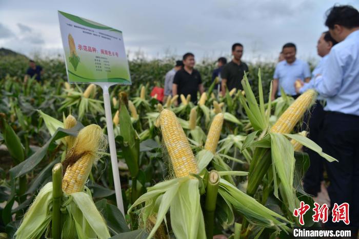 圖為驗收組成員在示范片對“閩雙色6號”玉米進行現場品種鑒評?！埍?攝