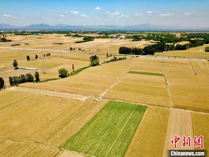 泰安市岱岳區(qū)小麥陸續(xù)開鐮，22.15萬畝小麥即將豐收?！￡愱?攝