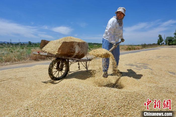 農(nóng)民及種糧大戶抓住晴好天氣，搶收搶種?！￡愱?攝