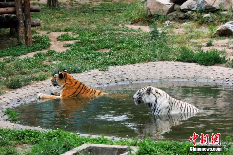 吃冰鎮(zhèn)西瓜、泡冷水澡 動物避暑有妙招