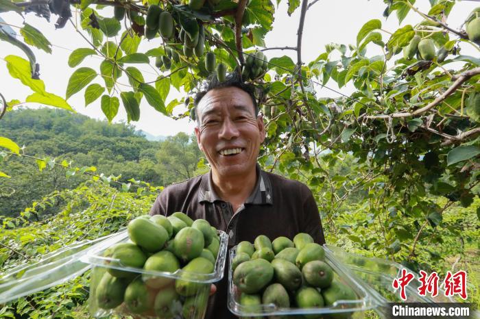 前南峪村果農(nóng)在展示新鮮采摘的軟棗獼猴桃?！堸i翔 攝