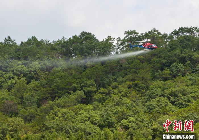 廣東森林飛防作業(yè)逾400萬(wàn)畝次全力防治松材線蟲病