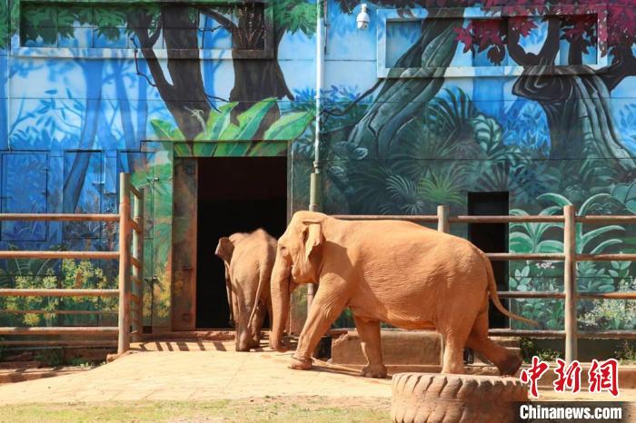 圖為亞洲象“莫莉”和象媽媽“莫坡”合籠成功?！±ッ鲃?dòng)物園供圖