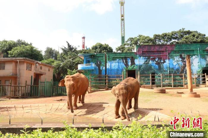 圖為亞洲象“莫莉”和象媽媽“莫坡”合籠成功。　昆明動(dòng)物園供圖