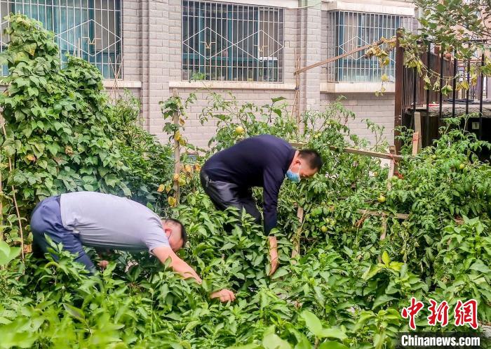 烏魯木齊市沙依巴克區(qū)克西路社區(qū)，居民整理花園里種植的蔬菜?！＄娦?攝