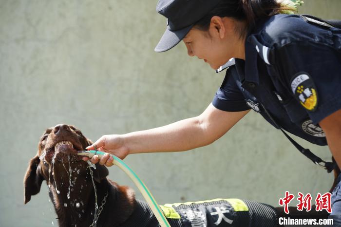 圖為訓(xùn)練間隙，黃曉莉給搜爆犬“浩克”飲水降溫?！∫i鵬 攝