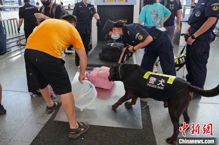 圖為黃曉莉帶搜爆犬“浩克”在南寧東站安檢口檢查行李?！「寿t 攝