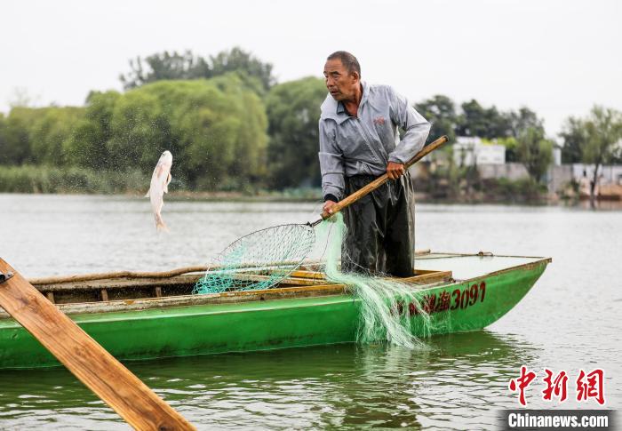 一條大魚被漁民用抄網(wǎng)撈起?！￡惪?攝