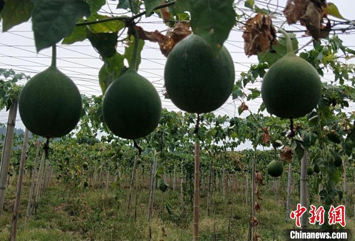 湖南祁陽高標準農(nóng)田建設(shè)助力抗旱保豐收