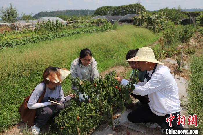 師生在普查外來入侵生物 林萱 攝