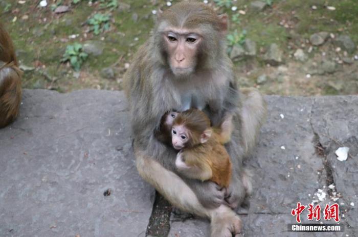 資料圖：貴陽黔靈山公園內(nèi)的獼猴。圖/成虹飛