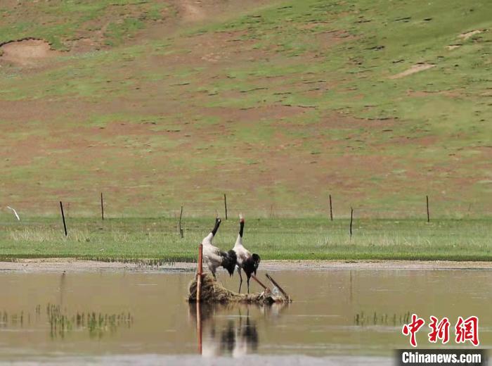 圖為“高原仙子”黑頸鶴?！蓭炜h委宣傳部 供圖