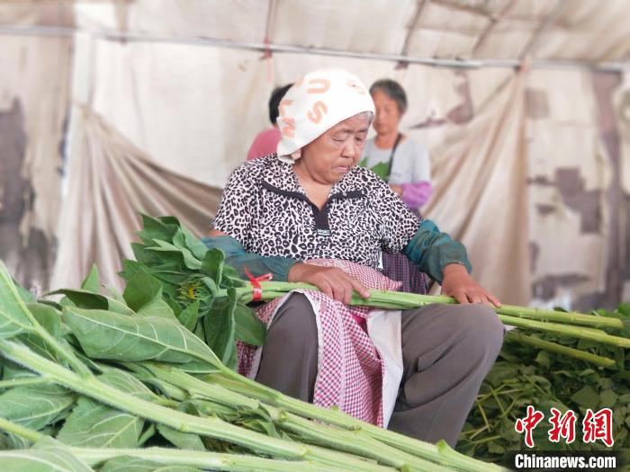 工人在種植基地將采摘的向日葵捆把?！≮w國(guó)華 攝